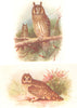 BRITISH BIRDS. Long-eared Owl; Short-eared Owl. THORBURN 1925 old print
