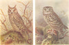 BRITISH BIRDS. Scops Owl; Little Owl. THORBURN 1925 old vintage print picture