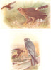BRITISH BIRDS.Montagu's Harrier.THORBURN 1925 old vintage print picture