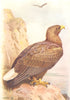 BRITISH BIRDS. White tailed Eagle (mature) . THORBURN 1925 old vintage print