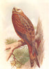 BRITISH BIRDS. Kite. THORBURN 1925 old vintage print picture