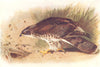 BRITISH BIRDS. Honey Buzzard. THORBURN 1925 old vintage print picture