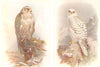 BRITISH BIRDS. Iceland Falcon (female) Greenland Falcon. THORBURN 1925 print