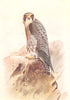 BRITISH BIRDS. Peregrine Falcon (adult female) . THORBURN 1925 old print