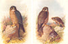 BRITISH BIRDS. Male, Merlin; Female and immature male. THORBURN 1925 old print