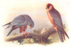 BRITISH BIRDS. Red-footed Falcon. THORBURN 1925 old vintage print picture