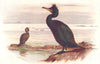 BRITISH BIRDS. Shag. THORBURN 1925 old vintage print picture