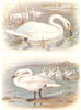 BRITISH BIRDS. Whooper Swan; Bewick's Swan. THORBURN 1925 old vintage print