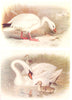 BRITISH BIRDS. Snow-Goose; Mute Swan. THORBURN 1925 old vintage print picture