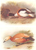 BRITISH BIRDS. Sheld-duck; Ruddy Sheld-duck. THORBURN 1925 old vintage print