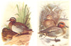 BRITISH BIRDS. Garganey; Teal. THORBURN 1925 old vintage print picture