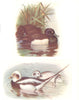 BRITISH BIRDS. Tufted Duck; Long-tailed duck (male/female winter).THORBURN 1925