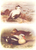 BRITISH BIRDS. Eider; King-Eider. THORBURN 1925 old vintage print picture
