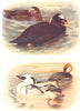 BRITISH BIRDS. Surf-Scoter; Smew. THORBURN 1925 old vintage print picture