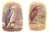 BRITISH BIRDS. Heron; Purple Heron. THORBURN 1925 old vintage print picture