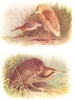 BRITISH BIRDS. Squacco Heron; American Bittern. THORBURN 1925 old print