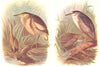 BRITISH BIRDS. Little Bittern; Night-Heron. THORBURN 1925 old vintage print