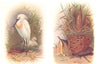 BRITISH BIRDS. Spoonbill; Bittern. THORBURN 1925 old vintage print picture