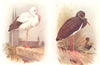 BRITISH BIRDS. White Stork; Black Stork. THORBURN 1925 old vintage print