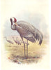 BRITISH BIRDS. Crane. THORBURN 1925 old vintage print picture