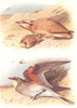 BRITISH BIRDS. Cream-coloured Courser; Collared Pratincole. THORBURN 1925