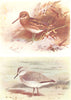 BRITISH BIRDS. Jack Snipe; Knot (Winter) . THORBURN 1925 old vintage print