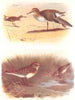 BRITISH BIRDS. Little Stint; Temminck's Stint. THORBURN 1925 old vintage print
