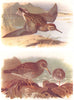 BRITISH BIRDS. Pectoral Sandpiper; Purple Sandpiper. THORBURN 1925 old print