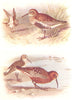 BRITISH BIRDS. Dunlin (Summer & Winter) ; Curlew Sandpiper(Autumn).THORBURN 1925