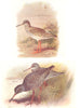 BRITISH BIRDS. Redshank; Spotted Redshank. THORBURN 1925 old vintage print