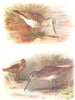 BRITISH BIRDS. Greenshank; Red-breasted Snipe. THORBURN 1925 old vintage print