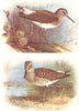 BRITISH BIRDS. Green Sandpiper; Wood Sandpiper. THORBURN 1925 old print