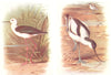 BRITISH BIRDS. Black-winged Stilt; Avocet. THORBURN 1925 old vintage print