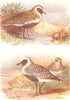 BRITISH BIRDS. Golden Plover; Grey Plover. THORBURN 1925 vintage print