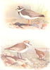 BRITISH BIRDS. Ringed Plover; Kentish Plover. THORBURN 1925 old vintage print