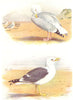 BRITISH BIRDS. Herring-Gull; Lesser Black-Backed Gull. THORBURN 1925 old print