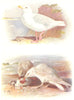 BRITISH BIRDS. Glaucous Gull; Iceland gull (immature) . THORBURN 1925 print