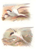 BRITISH BIRDS. Arctic Tern; Roseate Tern. THORBURN 1925 old vintage print