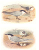 BRITISH BIRDS. Gull-billed Tern; Sandwich Tern. THORBURN 1925 old print