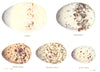 BIRD EGGS. Puffin; Kittiwake; Arctic, Roseate, Little Tern. THORBURN 1925