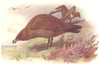 BRITISH BIRDS. Great Skua. THORBURN 1925 old vintage print picture