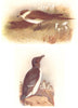 BRITISH BIRDS. Richardson's Skua; Razorbill. THORBURN 1925 old vintage print