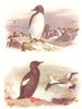 BRITISH BIRDS. Common Guillemot; Black Guillemot. THORBURN 1925 old print