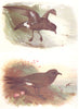 BRITISH BIRDS. Storm-Petrel; Leach's Petrel. THORBURN 1925 old vintage print