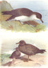 BRITISH BIRDS. Manx Shearwater; Sooty Shearwater. THORBURN 1925 old print