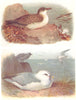 BRITISH BIRDS. Great Shearwater; Fulmar. THORBURN 1925 old vintage print