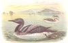 BRITISH BIRDS. Black-throated diver. THORBURN 1925 old vintage print picture