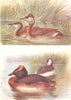 BRITISH BIRDS. Red-necked, Slavonian Grebe (Summer and Winter) . THORBURN 1925