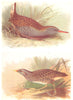 BRITISH BIRDS. Water-Rail; Spotted Crake. THORBURN 1925 old vintage print