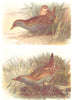 BRITISH BIRDS. Baillon's Crake; Little Crake. THORBURN 1925 old vintage print